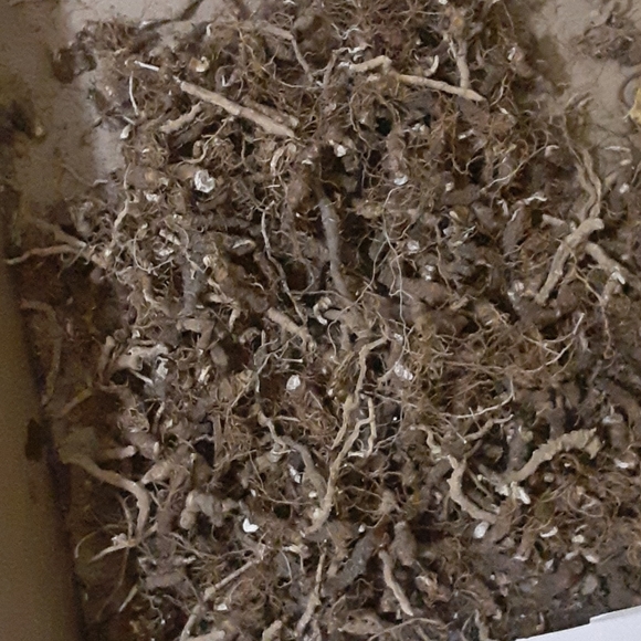 Good quality ginseng $400 pound dry - Picture 3 of 3